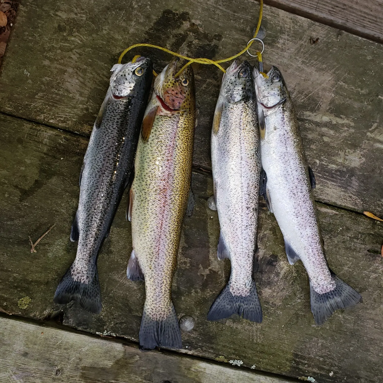 recently logged catches