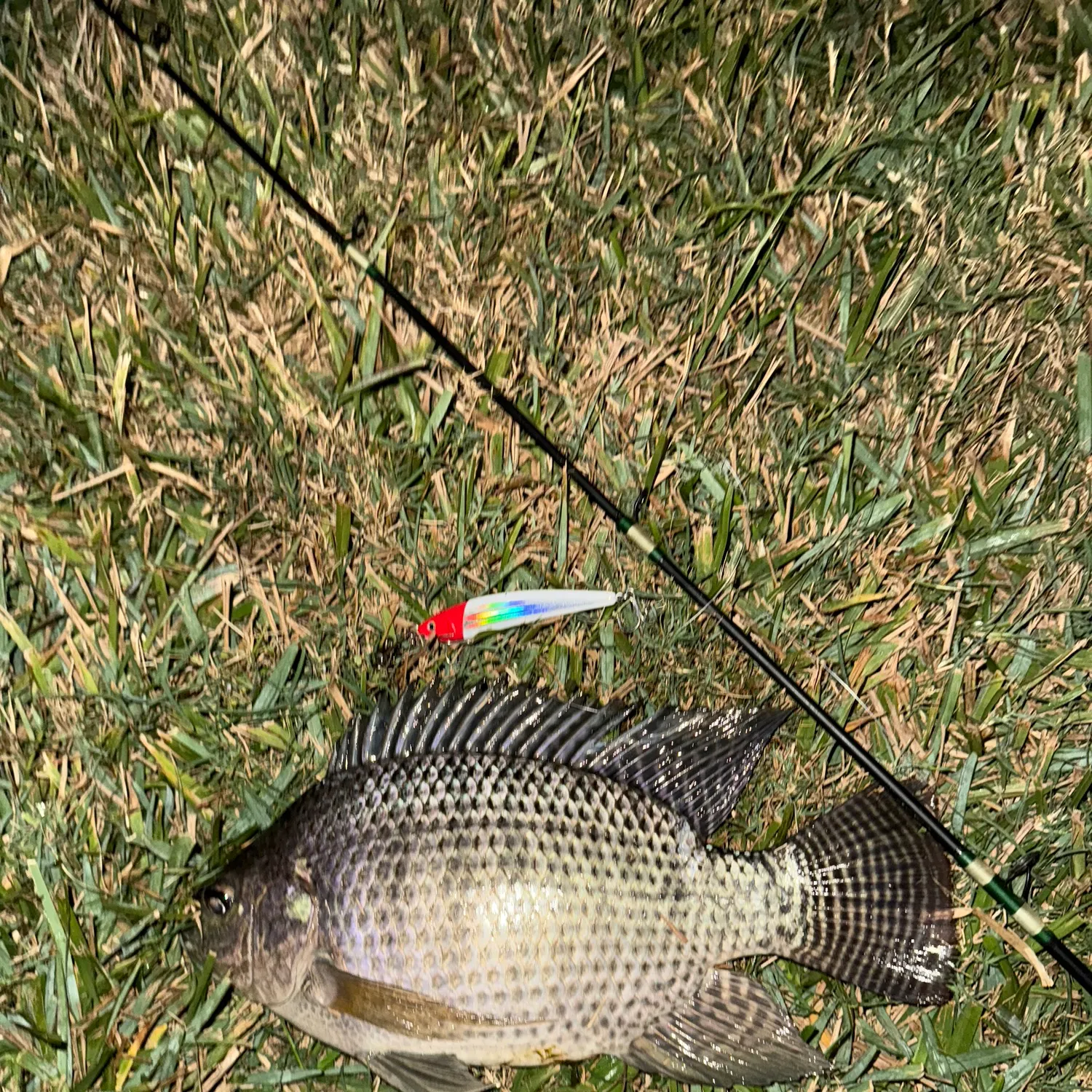 The most recent Nile tilapia catches on Fishbrain