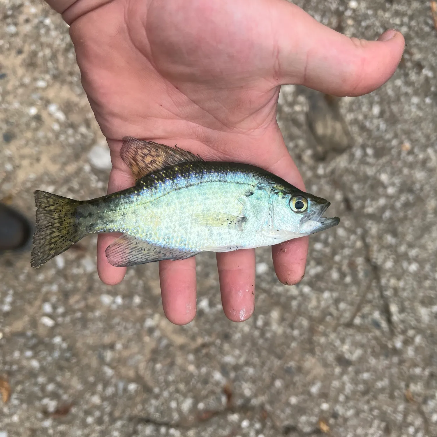 White crappie caught on Fishbrain
