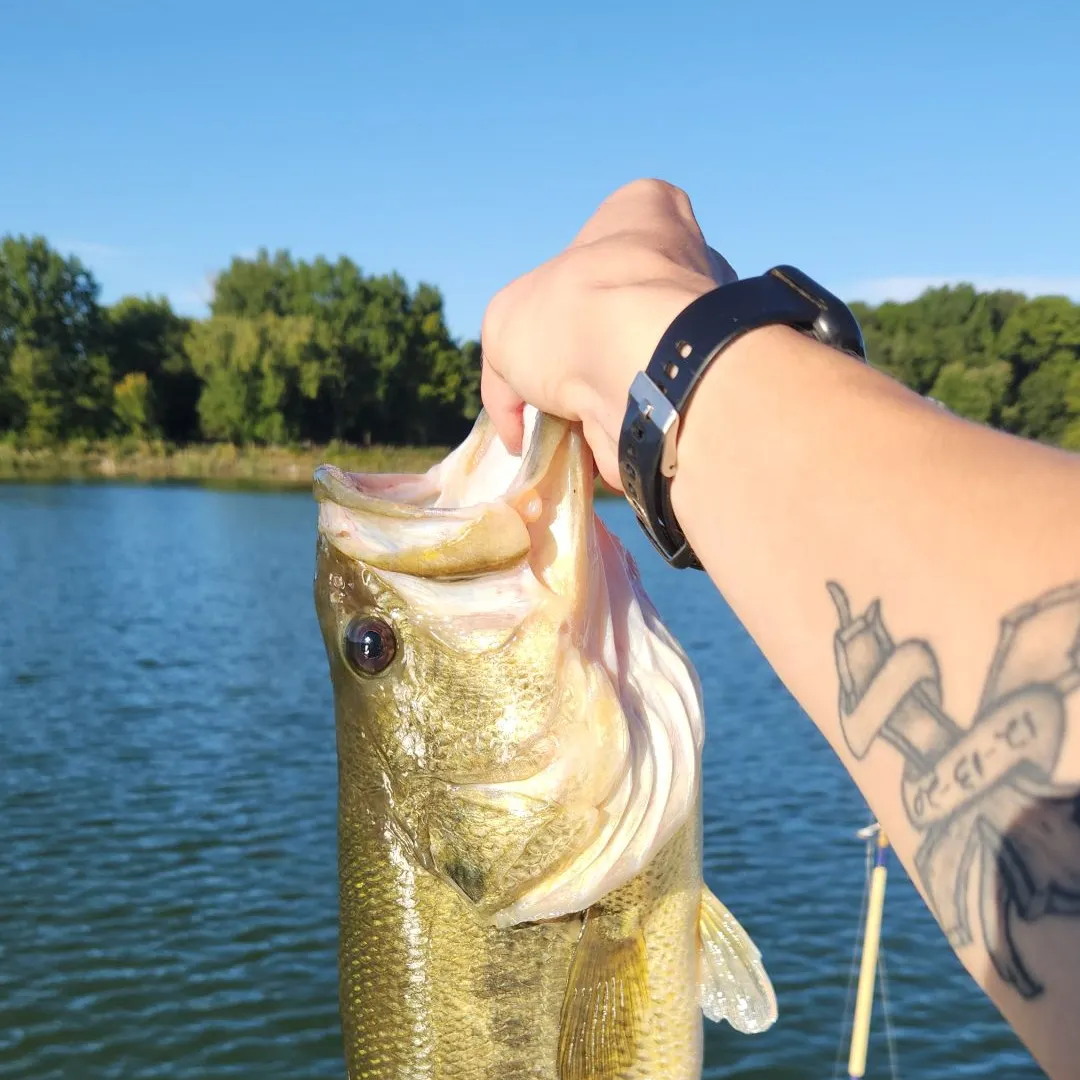 Largemouth bass caught on Fishbrain