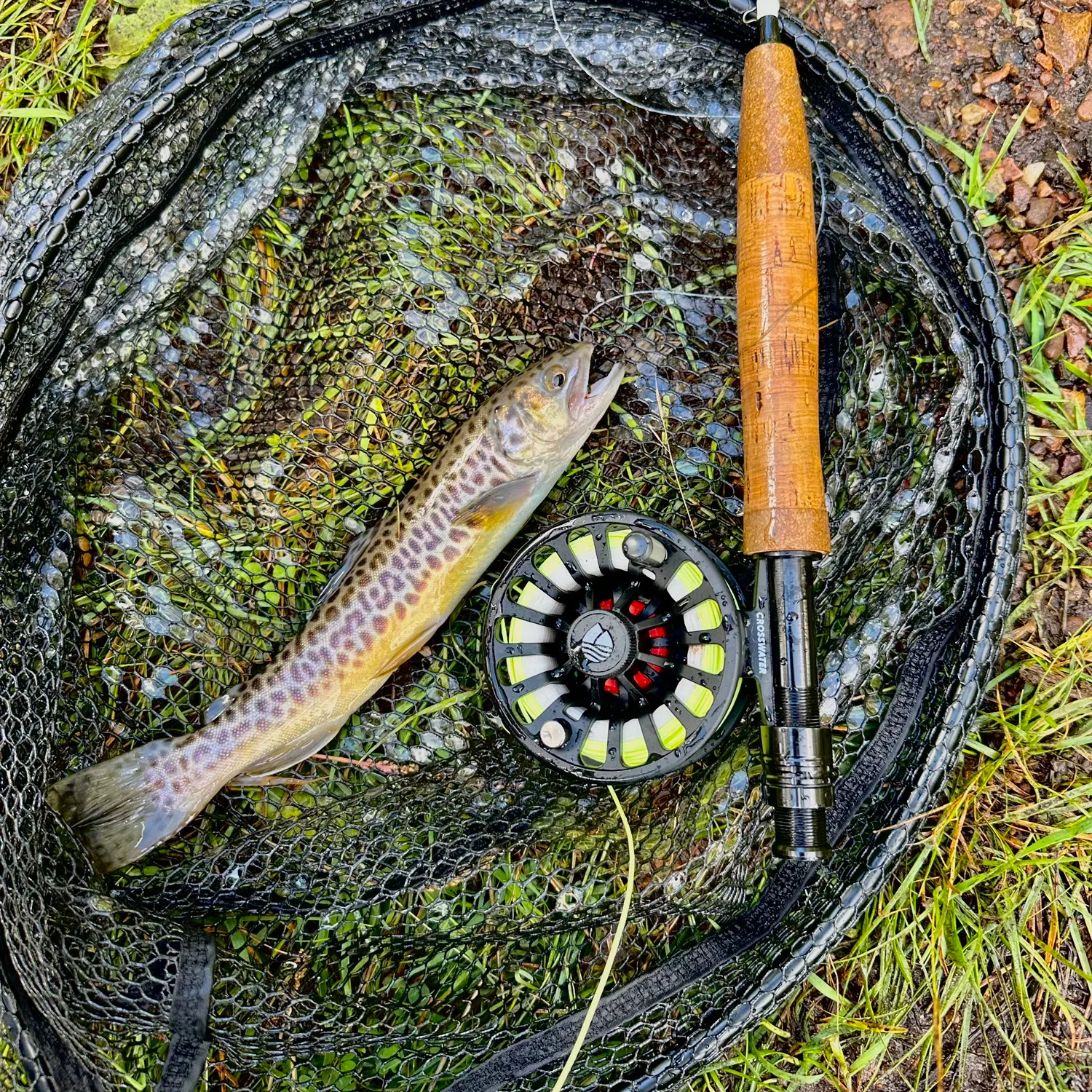 Tiger trout caught on Fishbrain