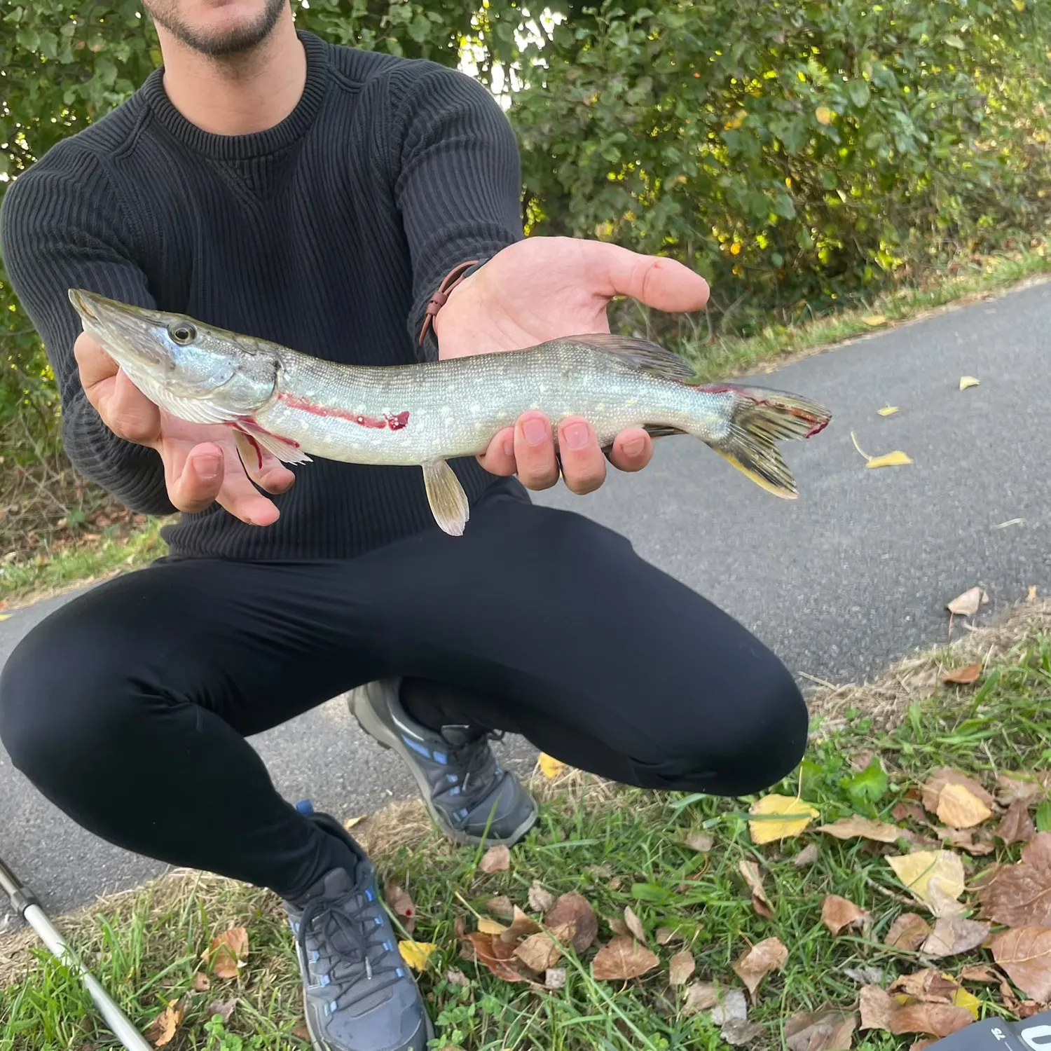 Northern pike caught on Fishbrain