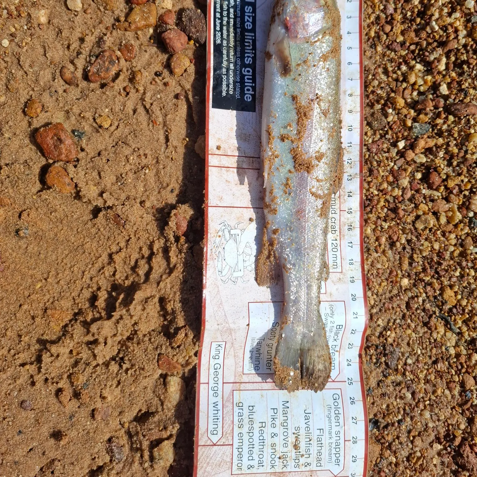Rainbow trout caught on Fishbrain