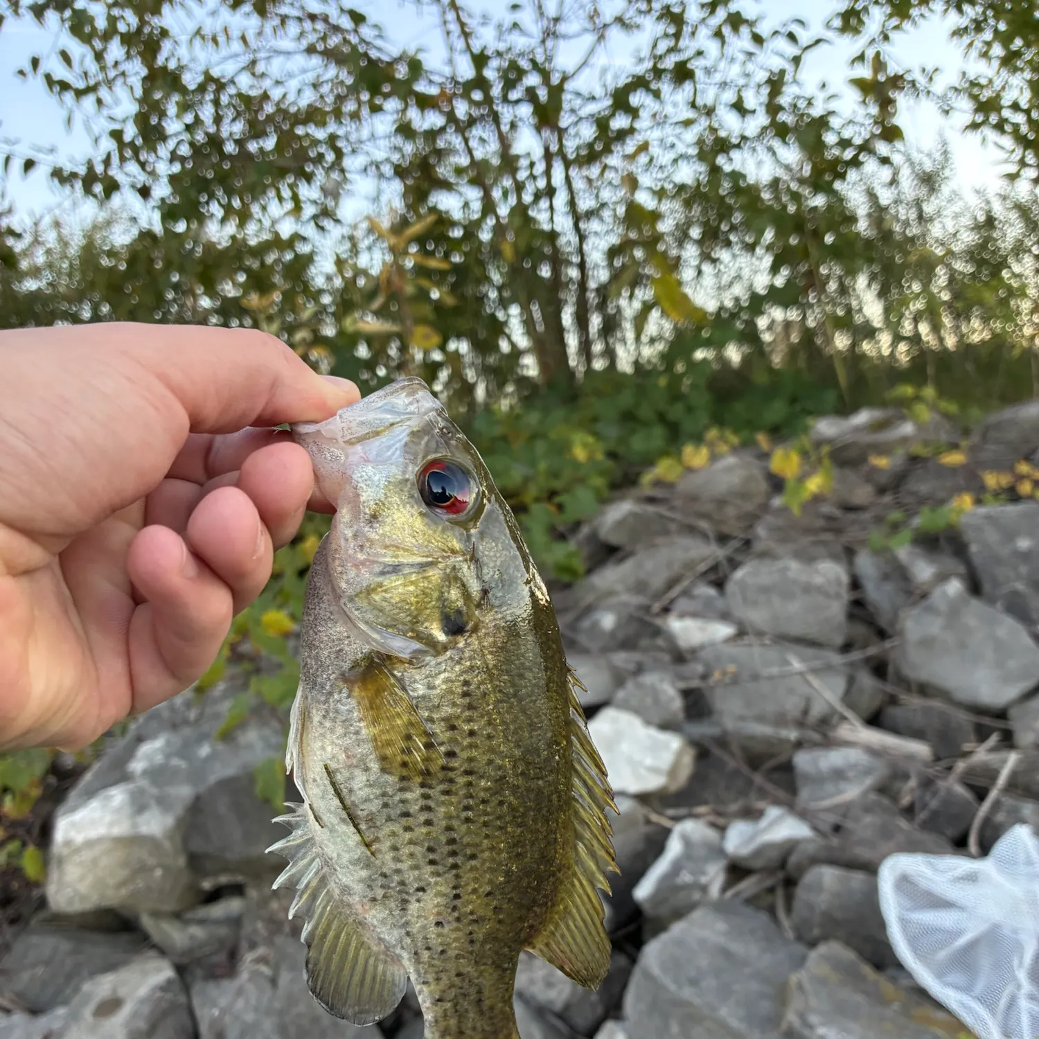 Rock bass caught on Fishbrain