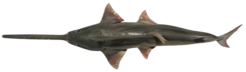 Knifetooth sawfish