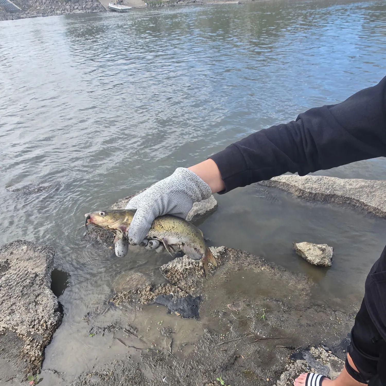 Channel catfish caught on Fishbrain