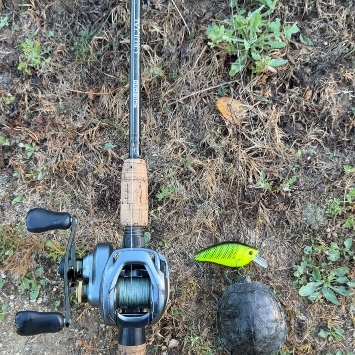 The most recent Australian swamp eel catches on Fishbrain