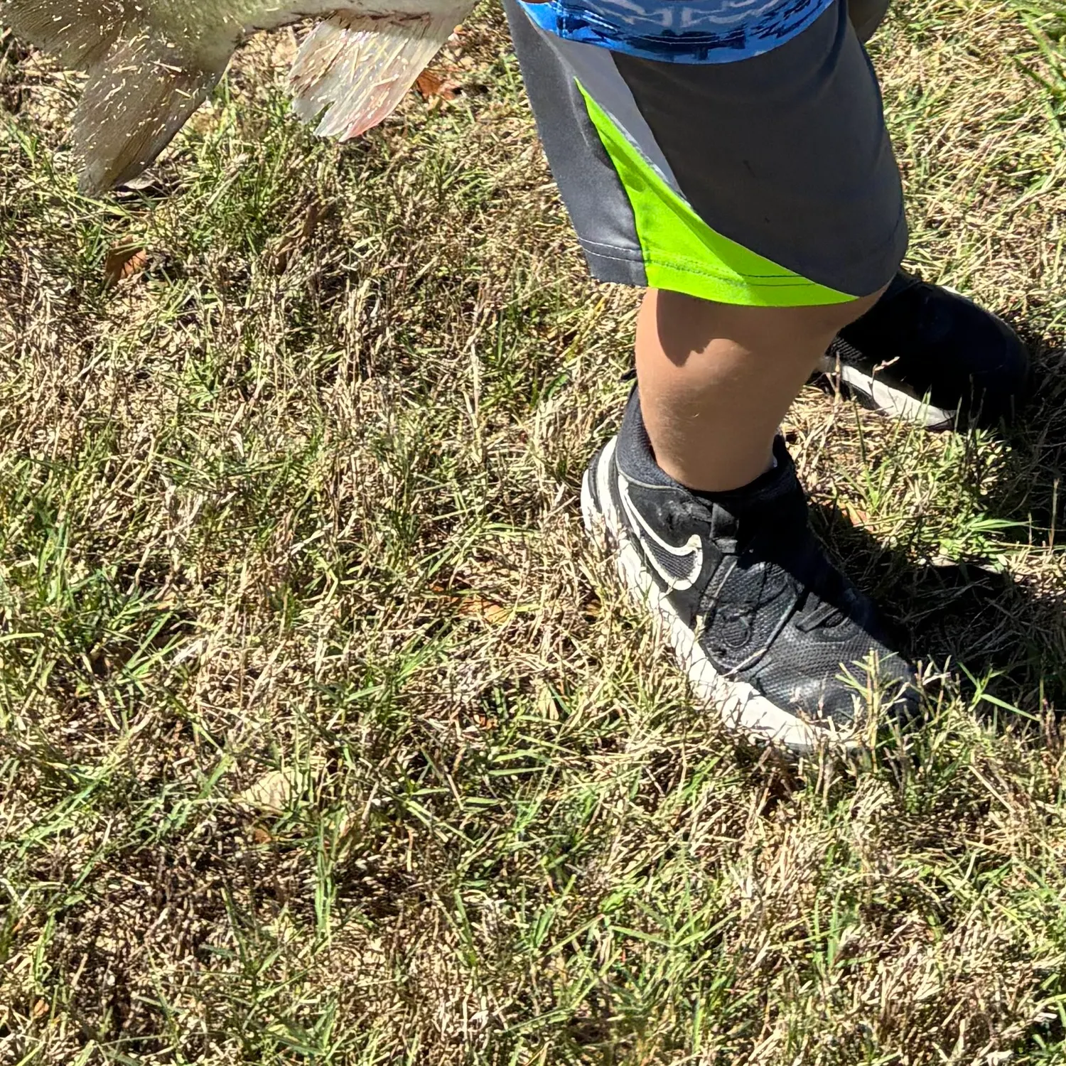 The most recent F1 bass catches on Fishbrain