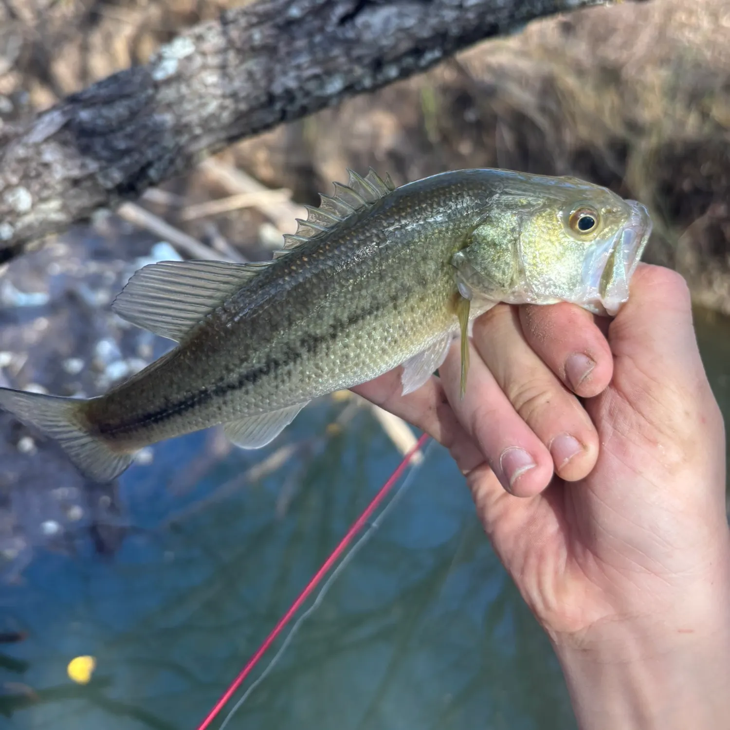 Fish caught on Fishbrain