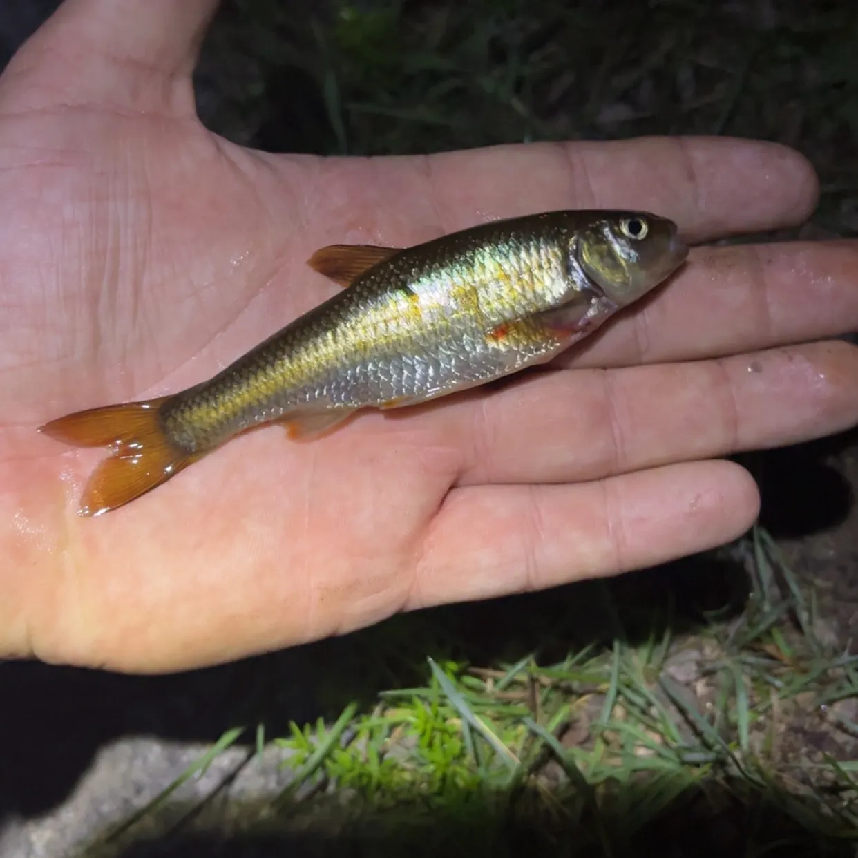 The most recent Longnose dace catches on Fishbrain