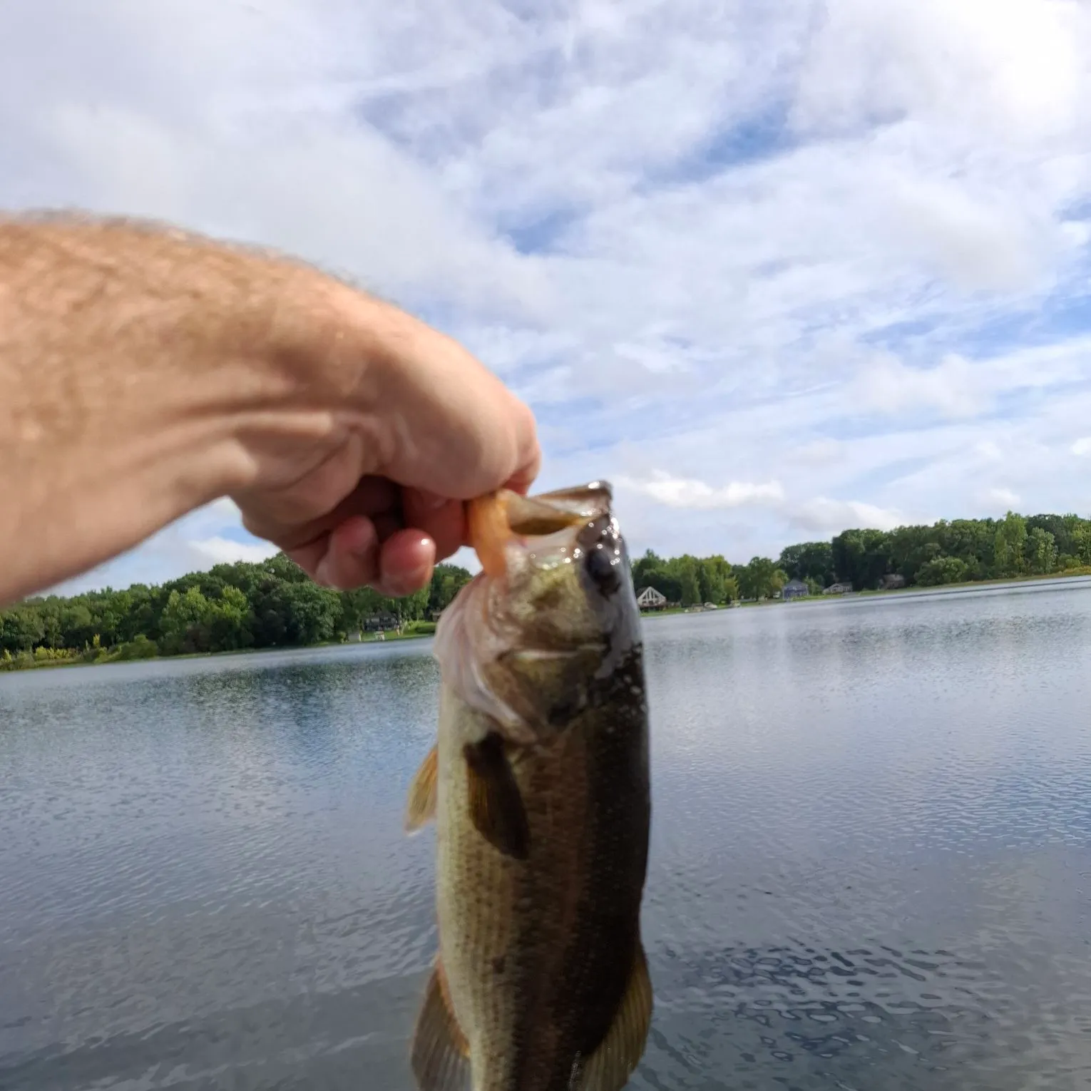 Largemouth bass caught on Fishbrain