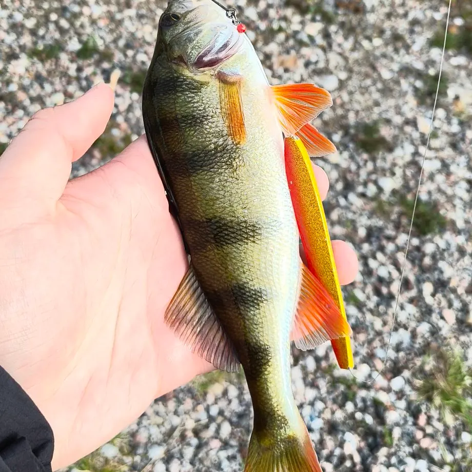 European perch caught on Fishbrain