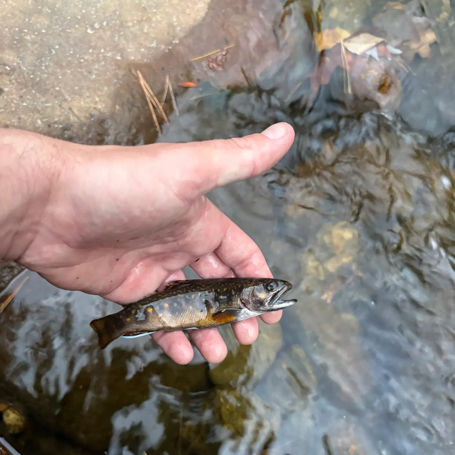 Brook trout caught on Fishbrain
