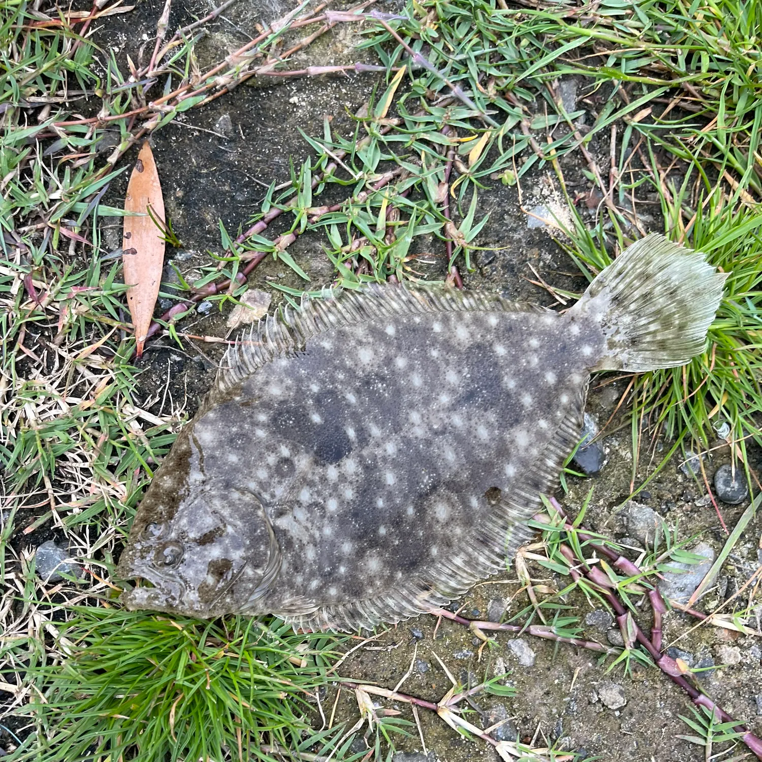 Southern flounder caught on Fishbrain
