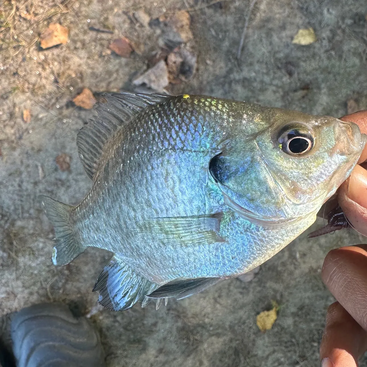 Bluegill caught on Fishbrain