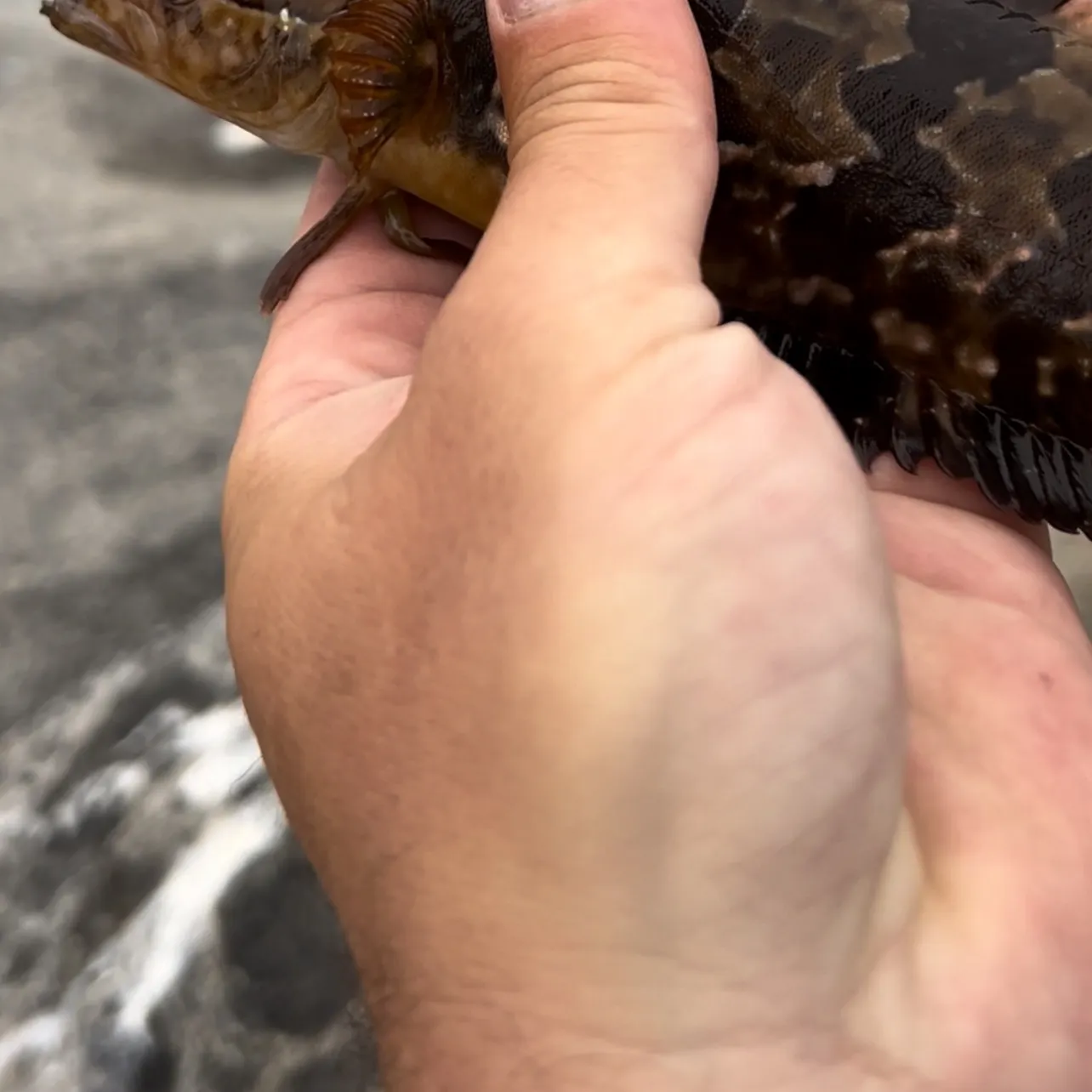 The most recent Striped kelpfish catches on Fishbrain