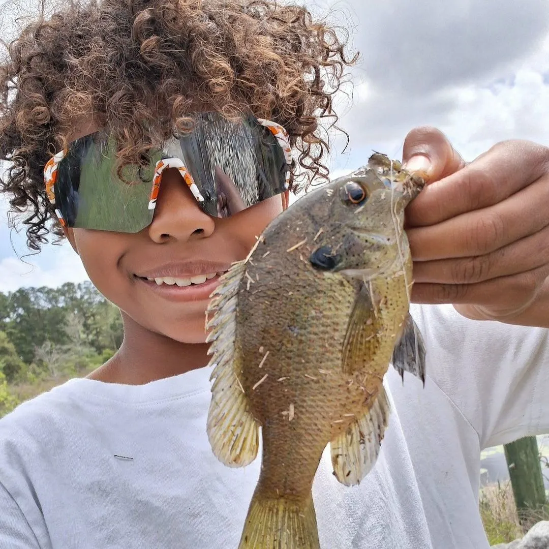Spotted sunfish caught on Fishbrain