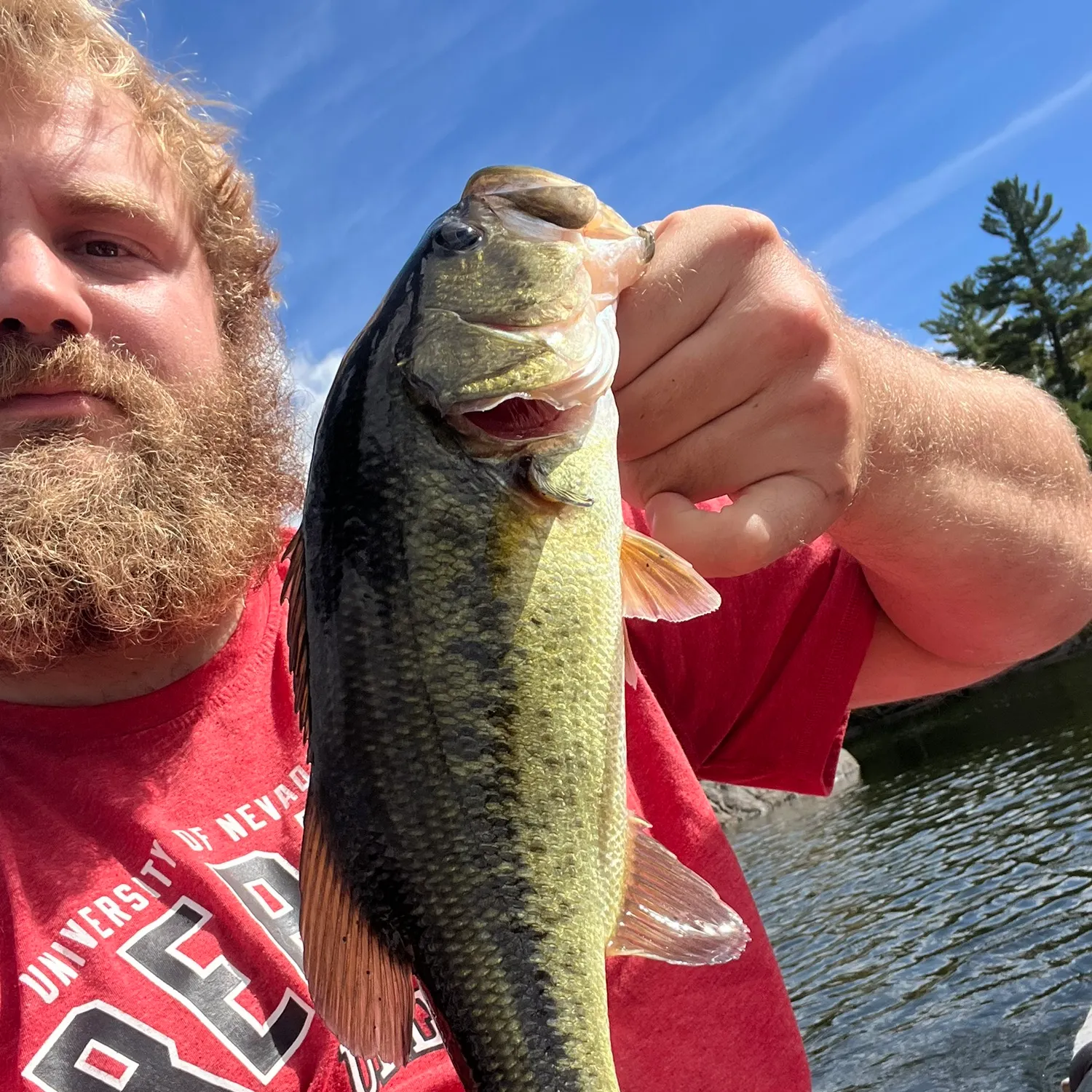 Largemouth bass caught on Fishbrain