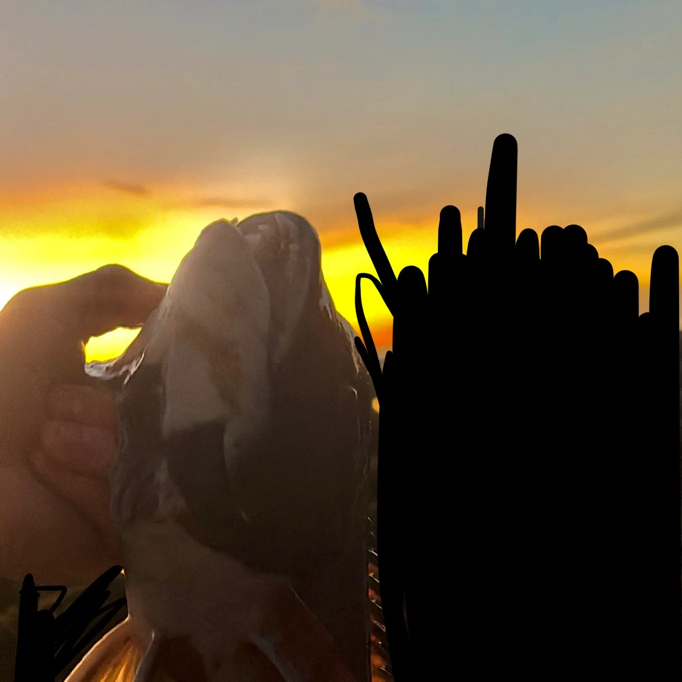 The most recent California sheephead catches on Fishbrain