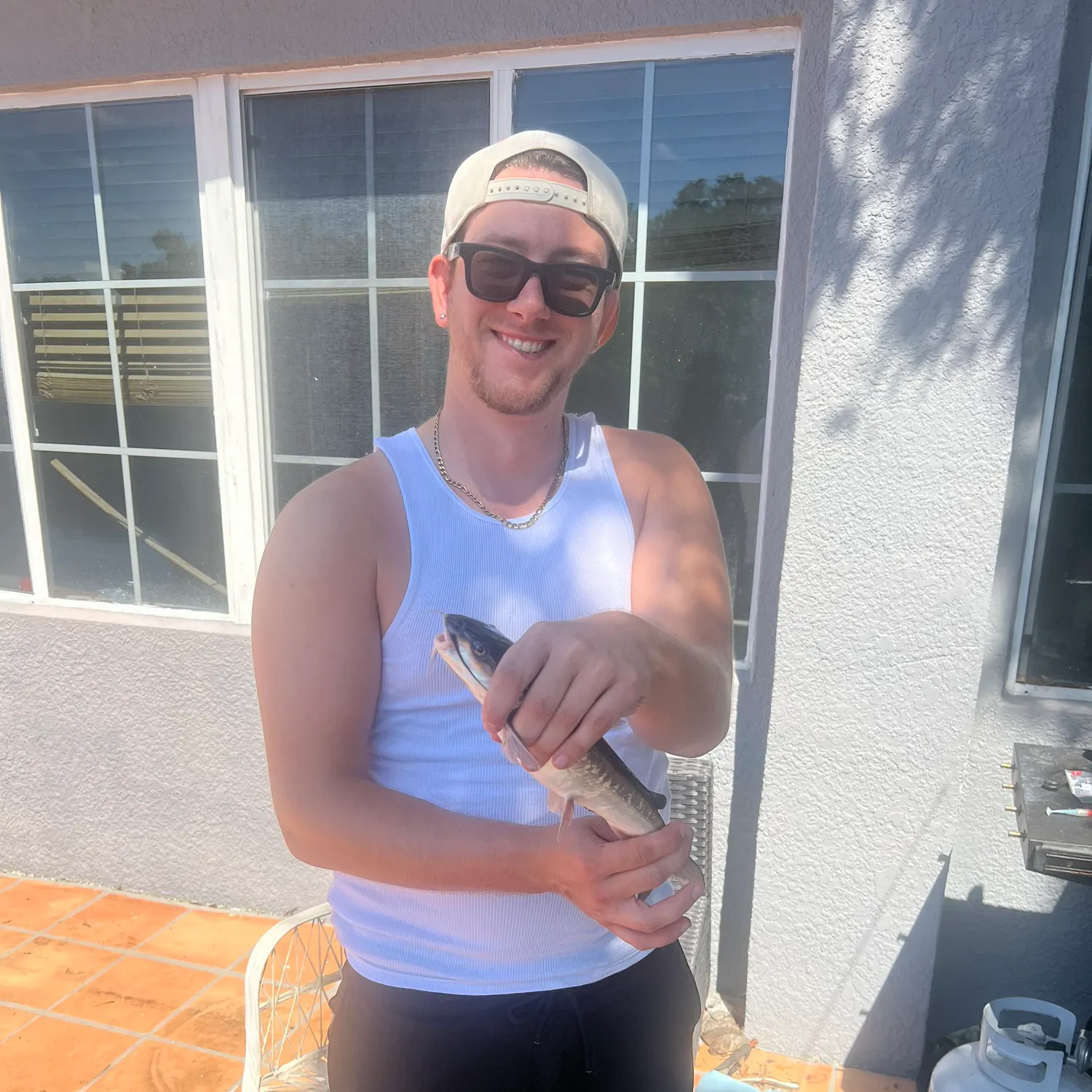 Hardhead sea catfish caught on Fishbrain