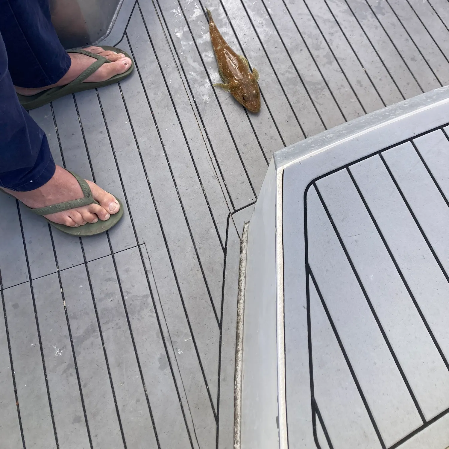 Sand flathead caught on Fishbrain