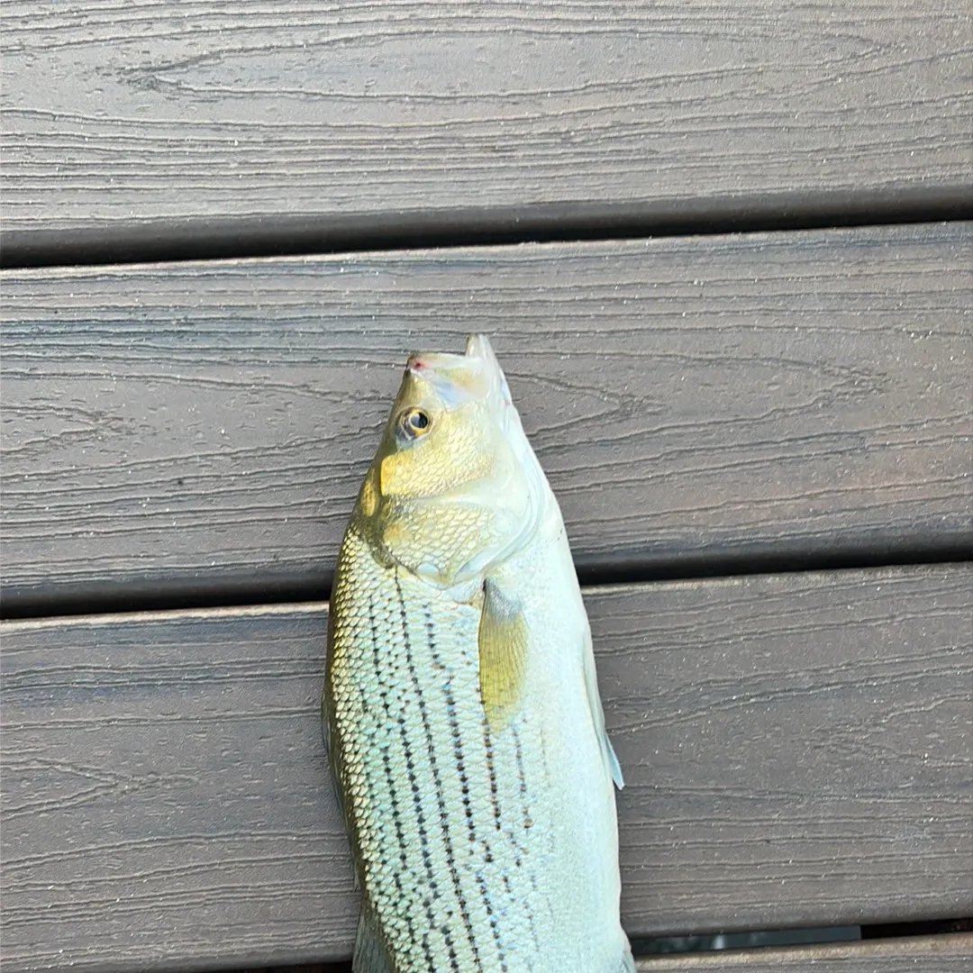 Wiper caught on Fishbrain