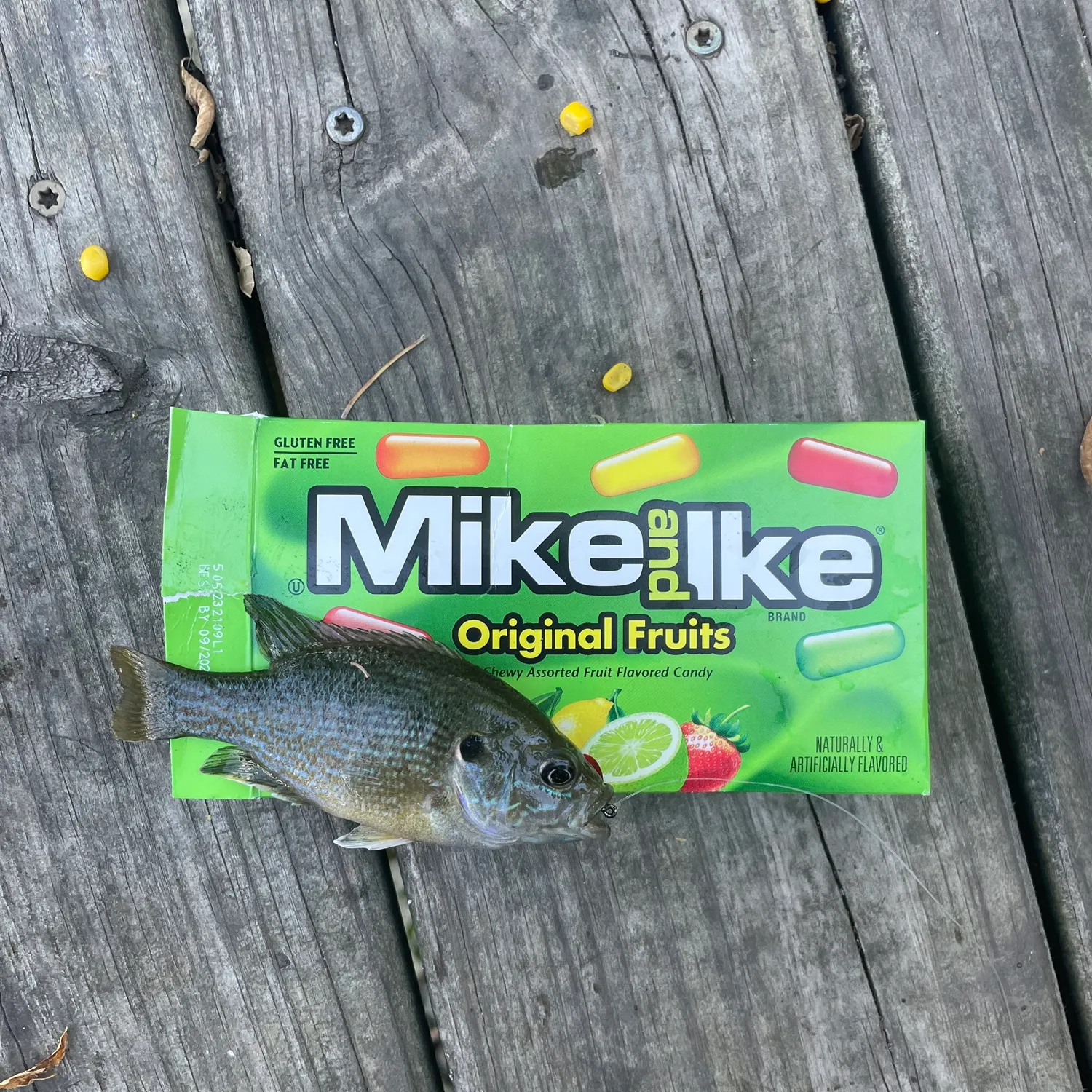 The most recent Slippery dick wrasse catches on Fishbrain