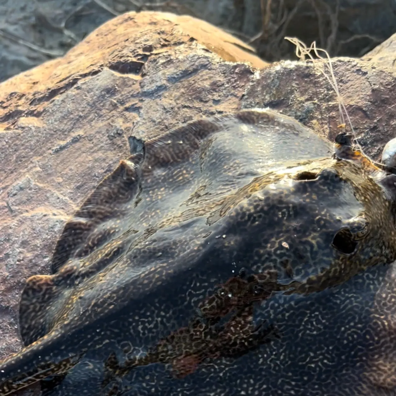 The most recent Short-tail stingray catches on Fishbrain