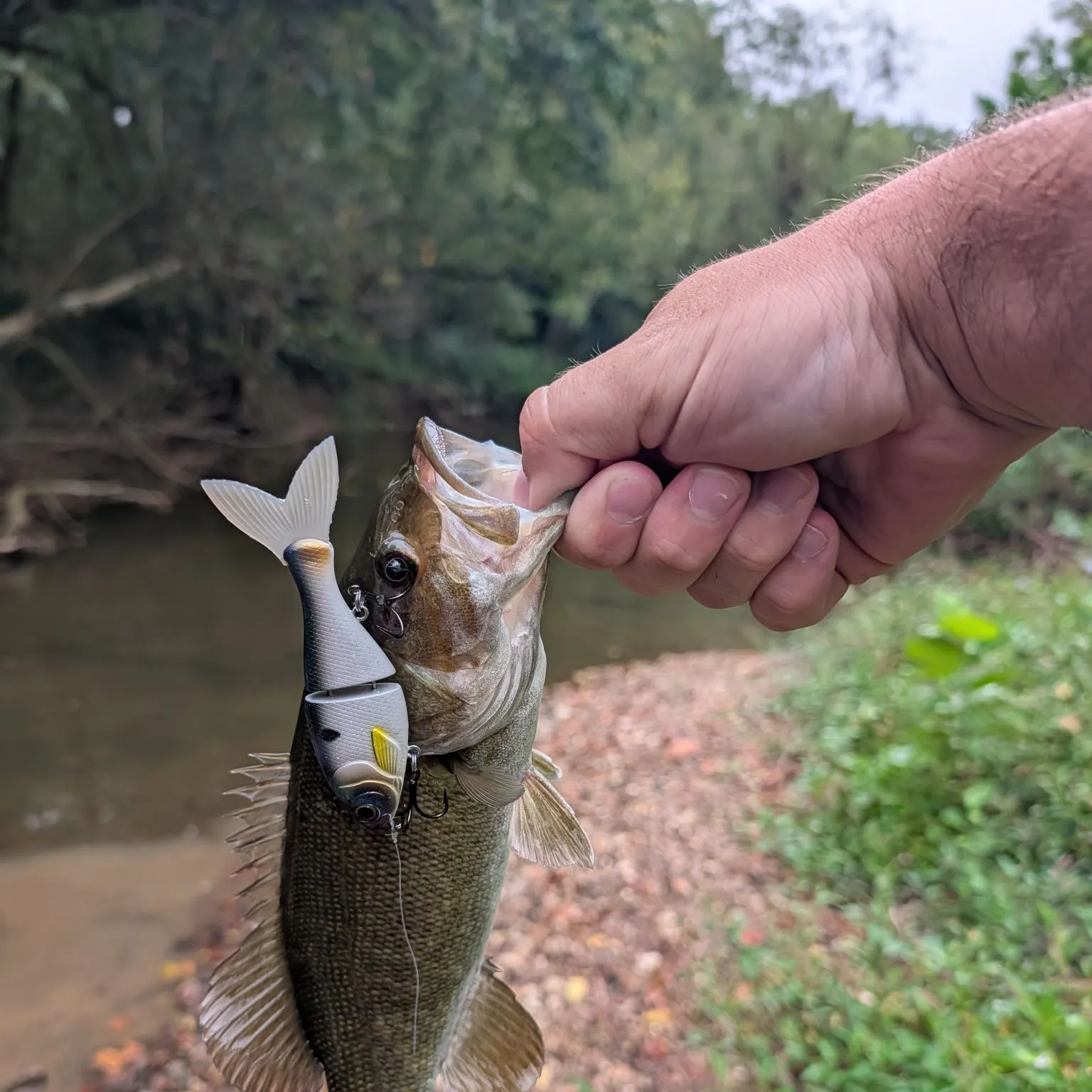 Smallmouth bass caught on Fishbrain
