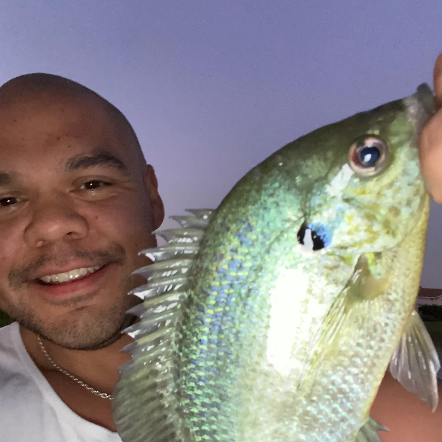 Bluegill caught on Fishbrain