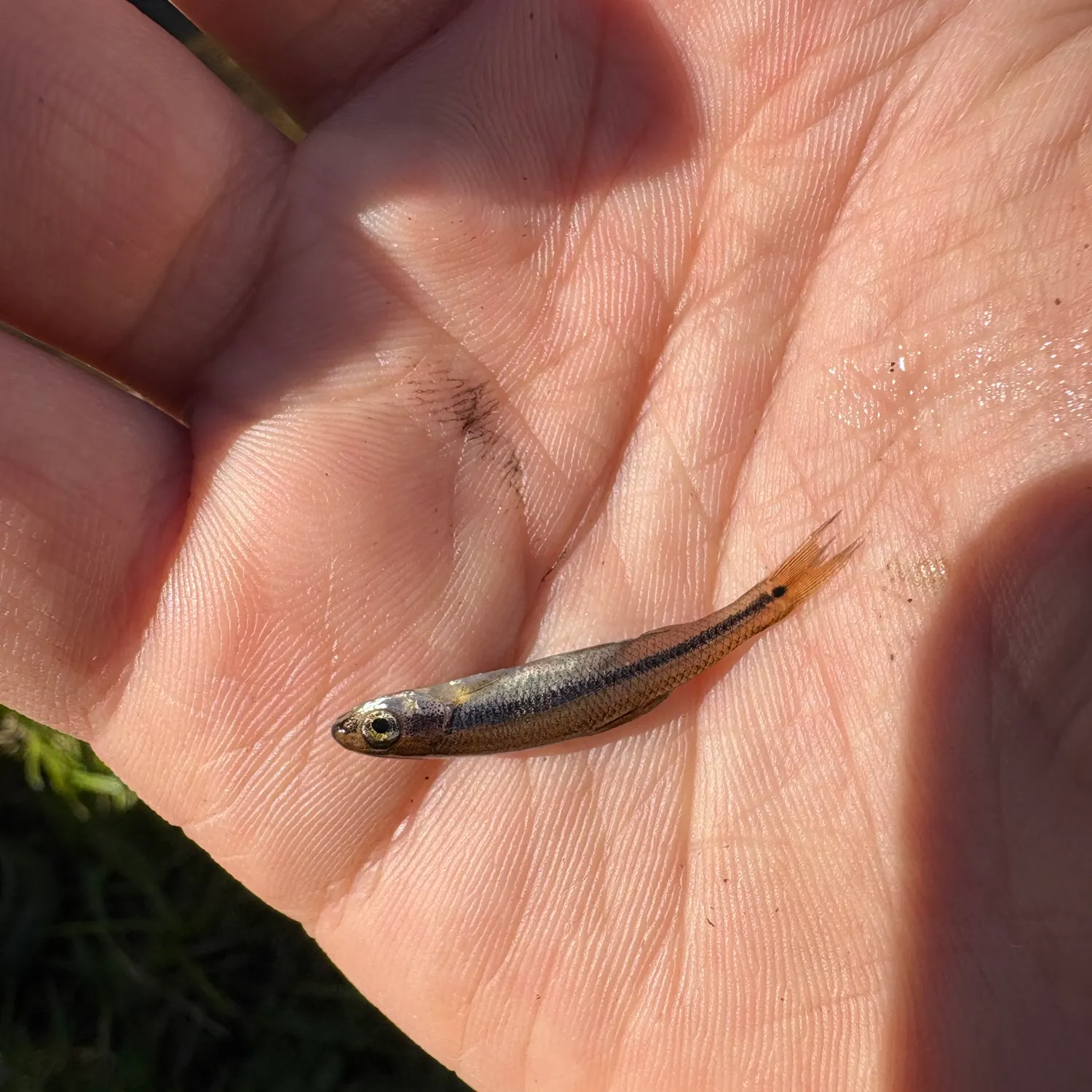 Bluntnose minnow caught on Fishbrain
