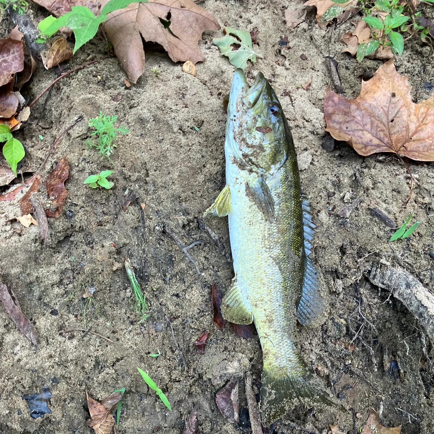Smallmouth bass caught on Fishbrain