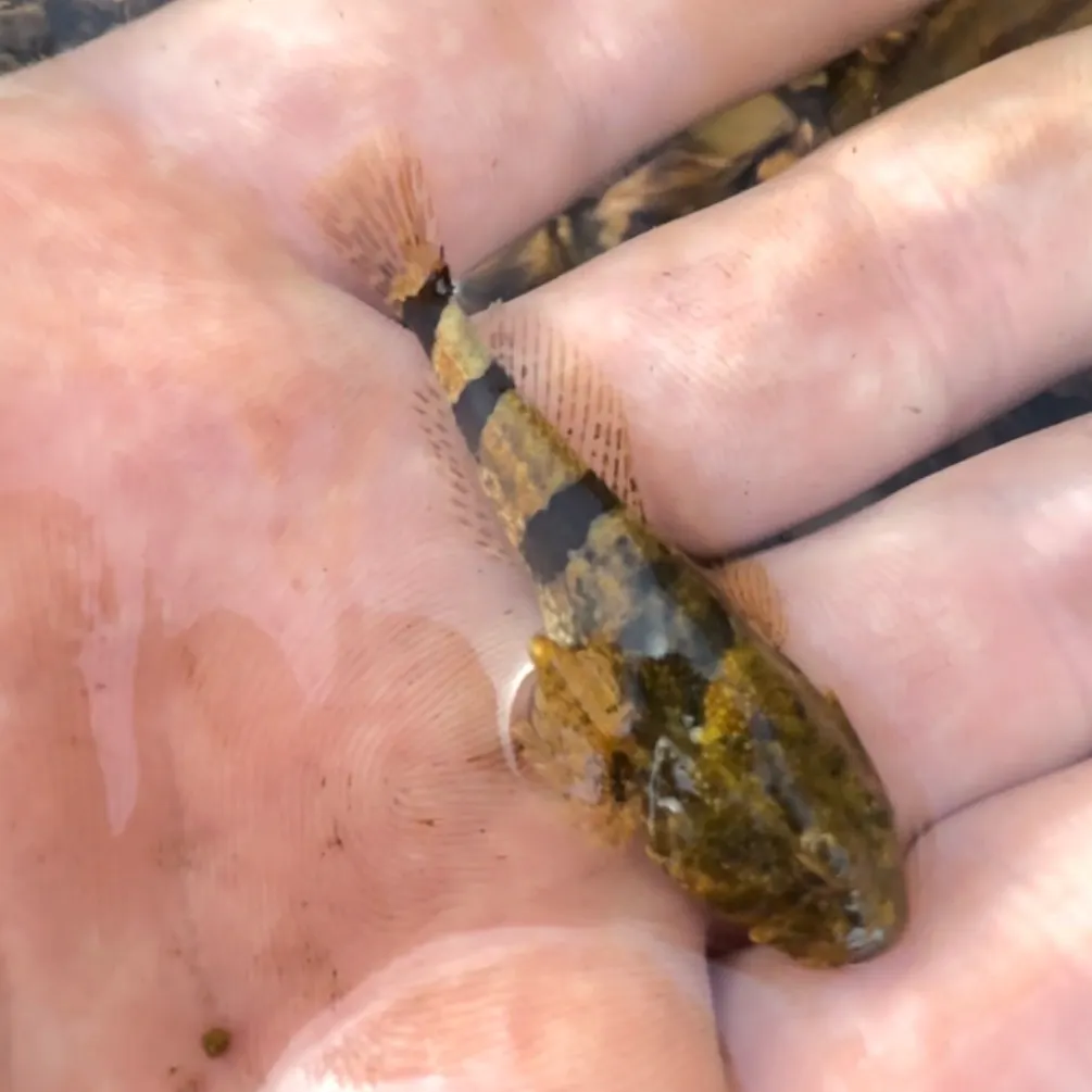 The most recent Banded sculpin catches on Fishbrain