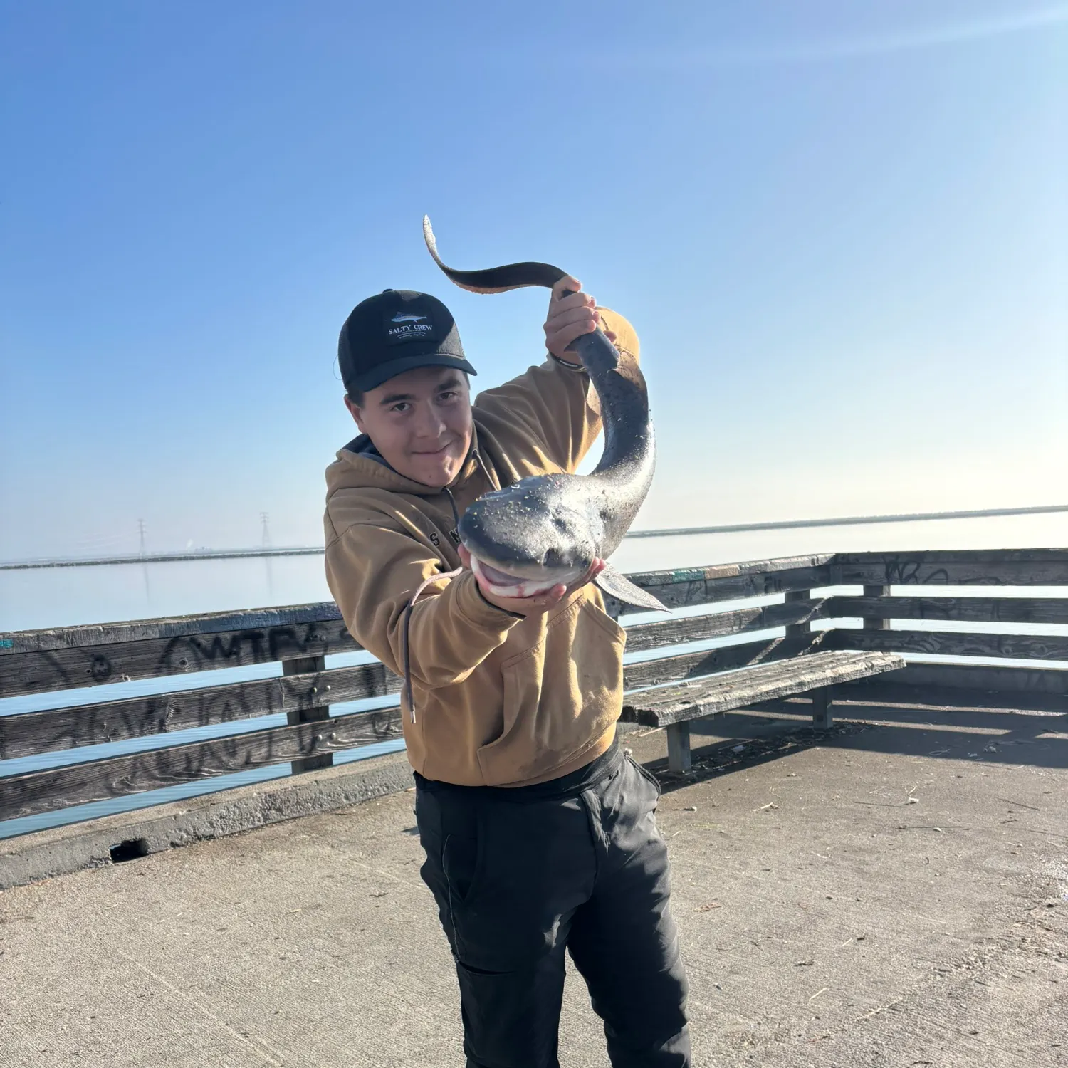 The most recent Broadnose sevengill shark catches on Fishbrain