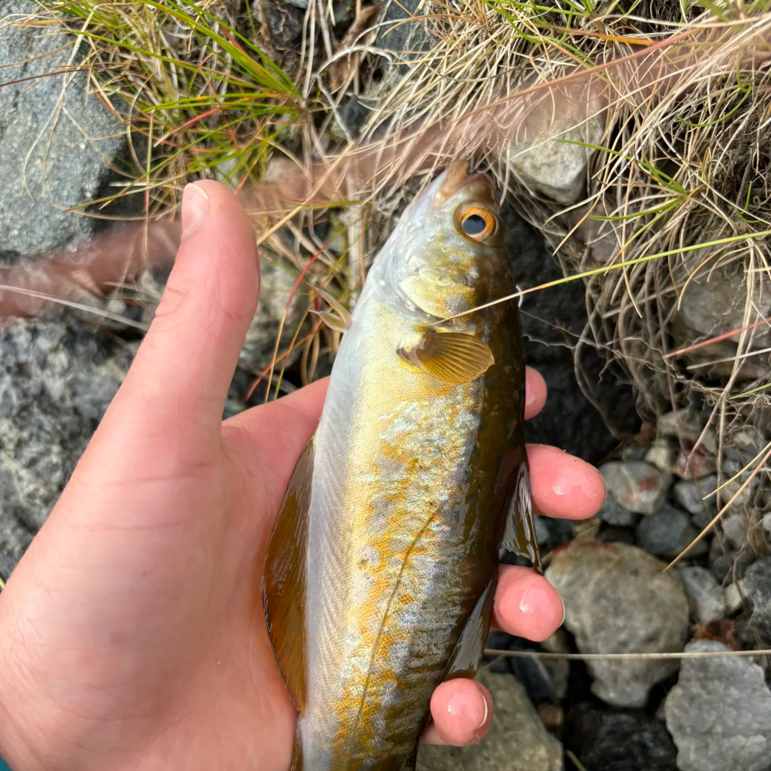 Pollack caught on Fishbrain