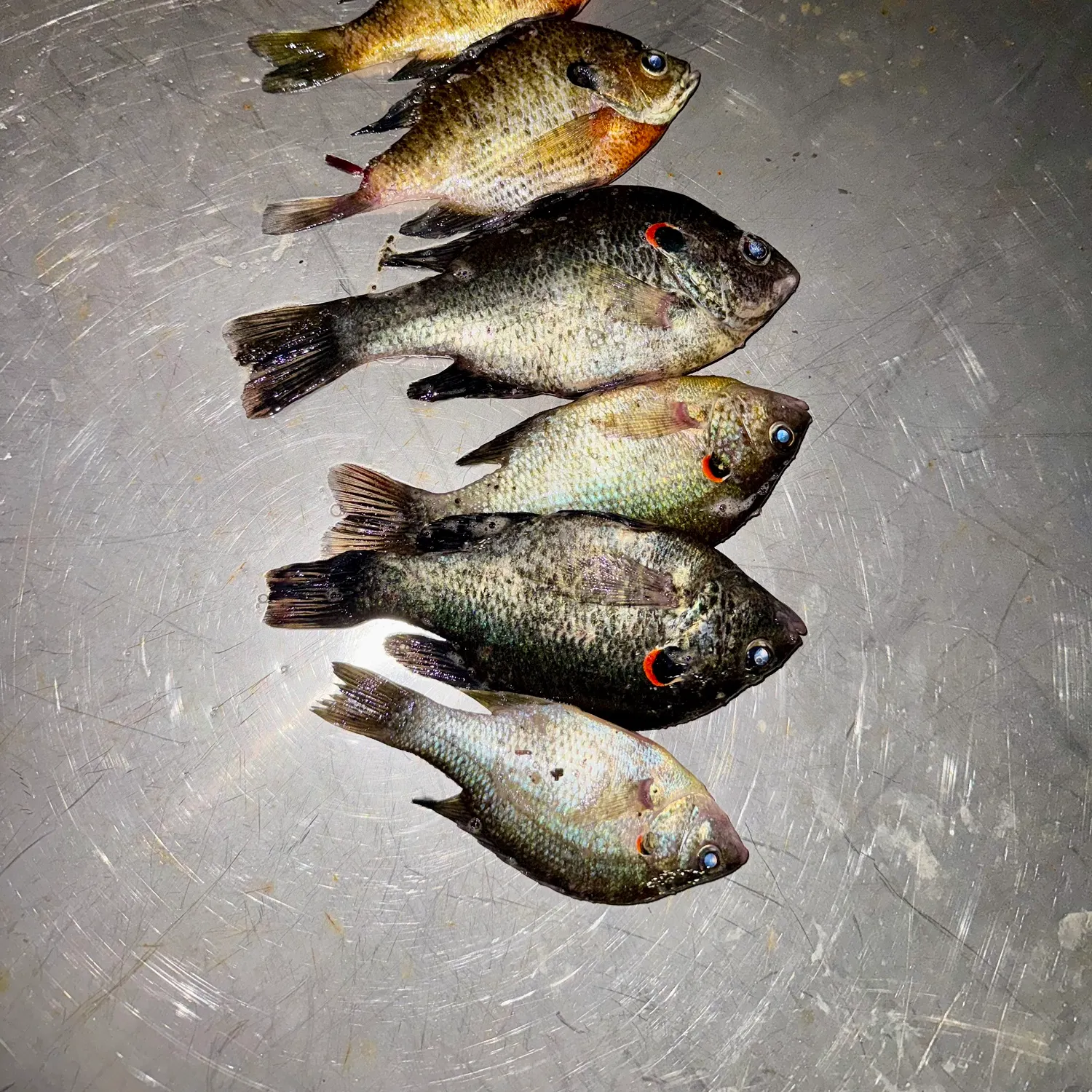 recently logged catches