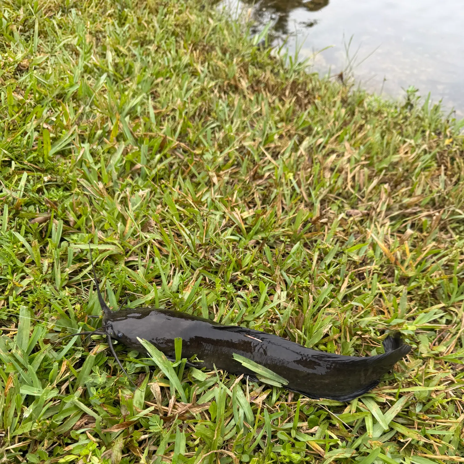 Walking catfish caught on Fishbrain