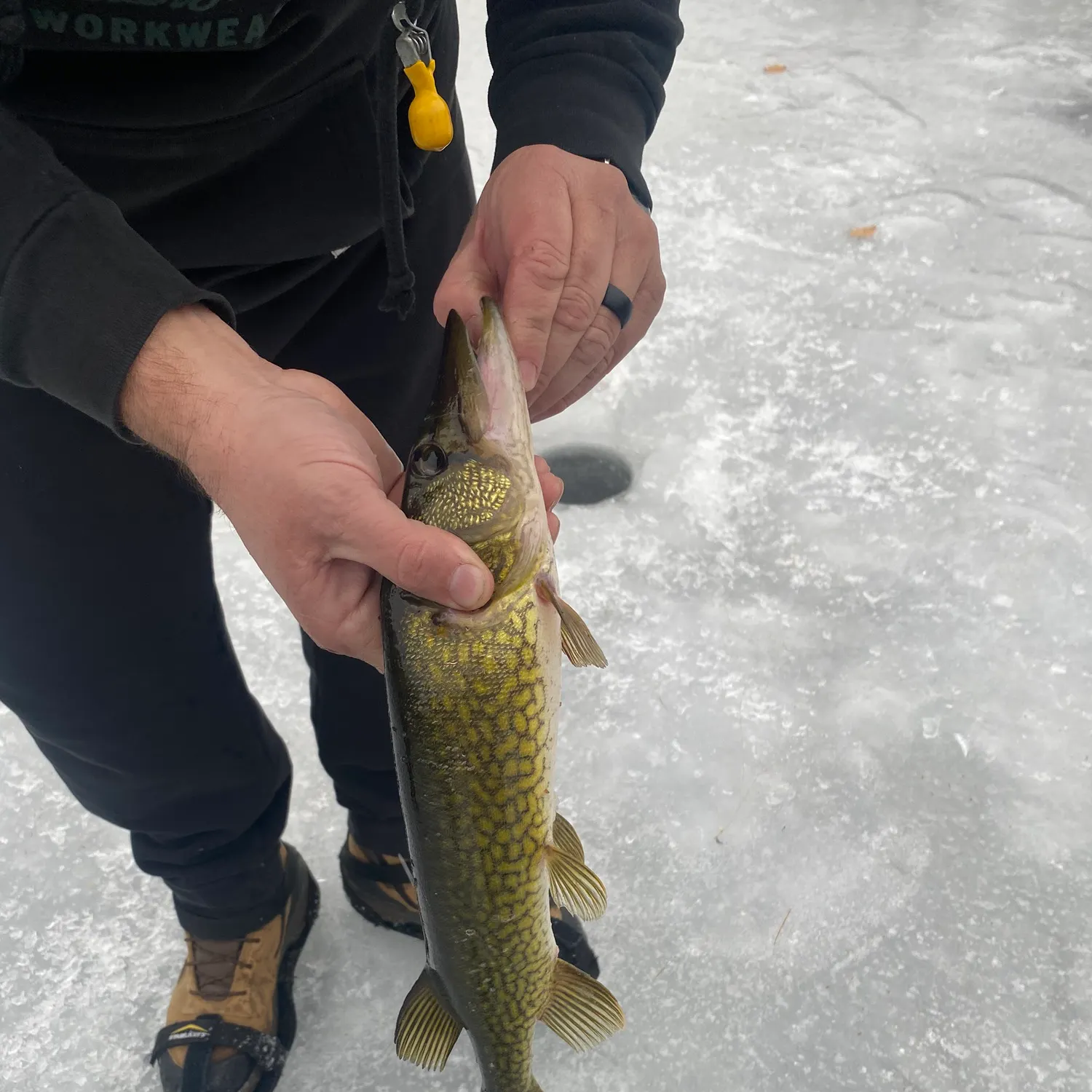 The most recent Chain pickerel catches on Fishbrain