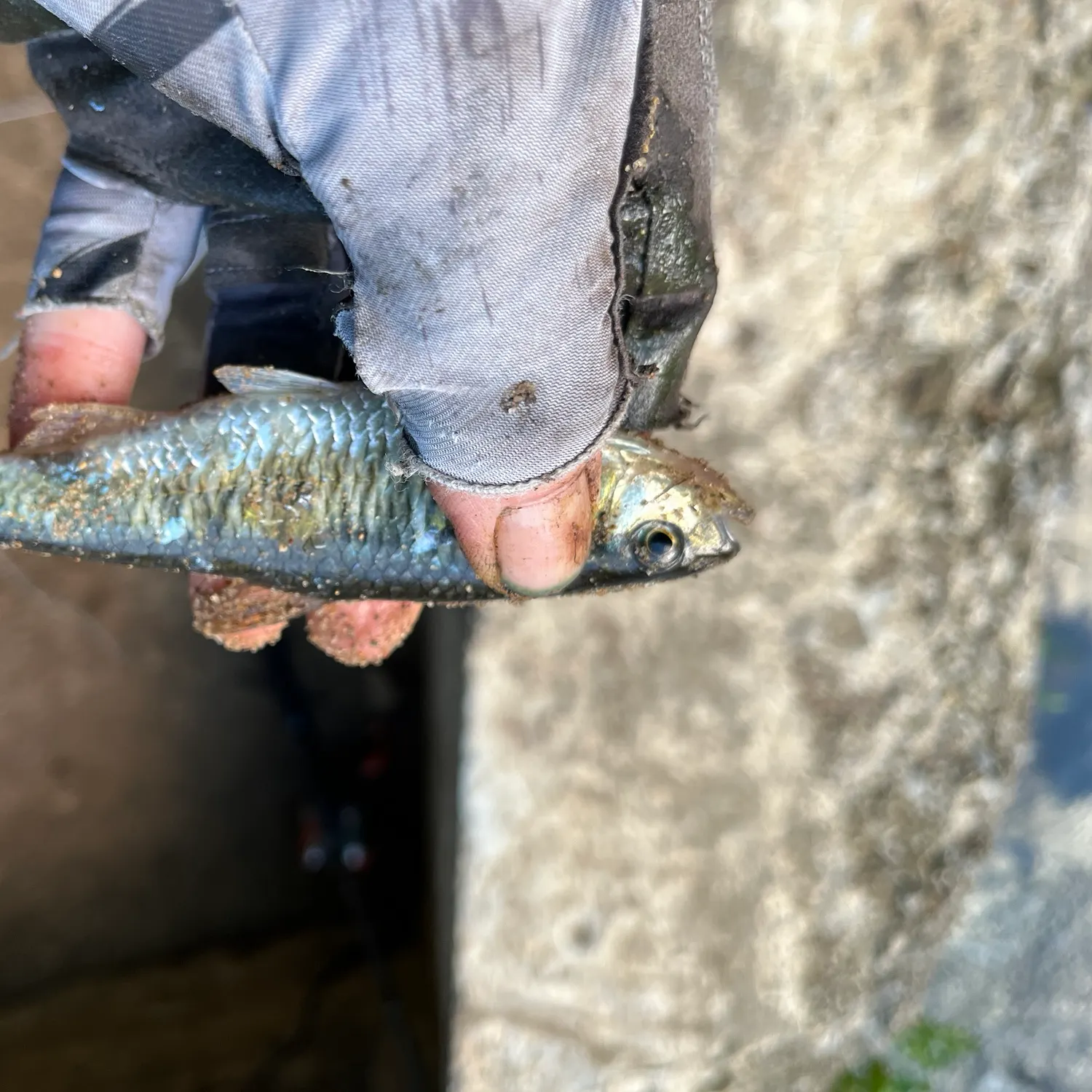 The most recent Striped shiner catches on Fishbrain