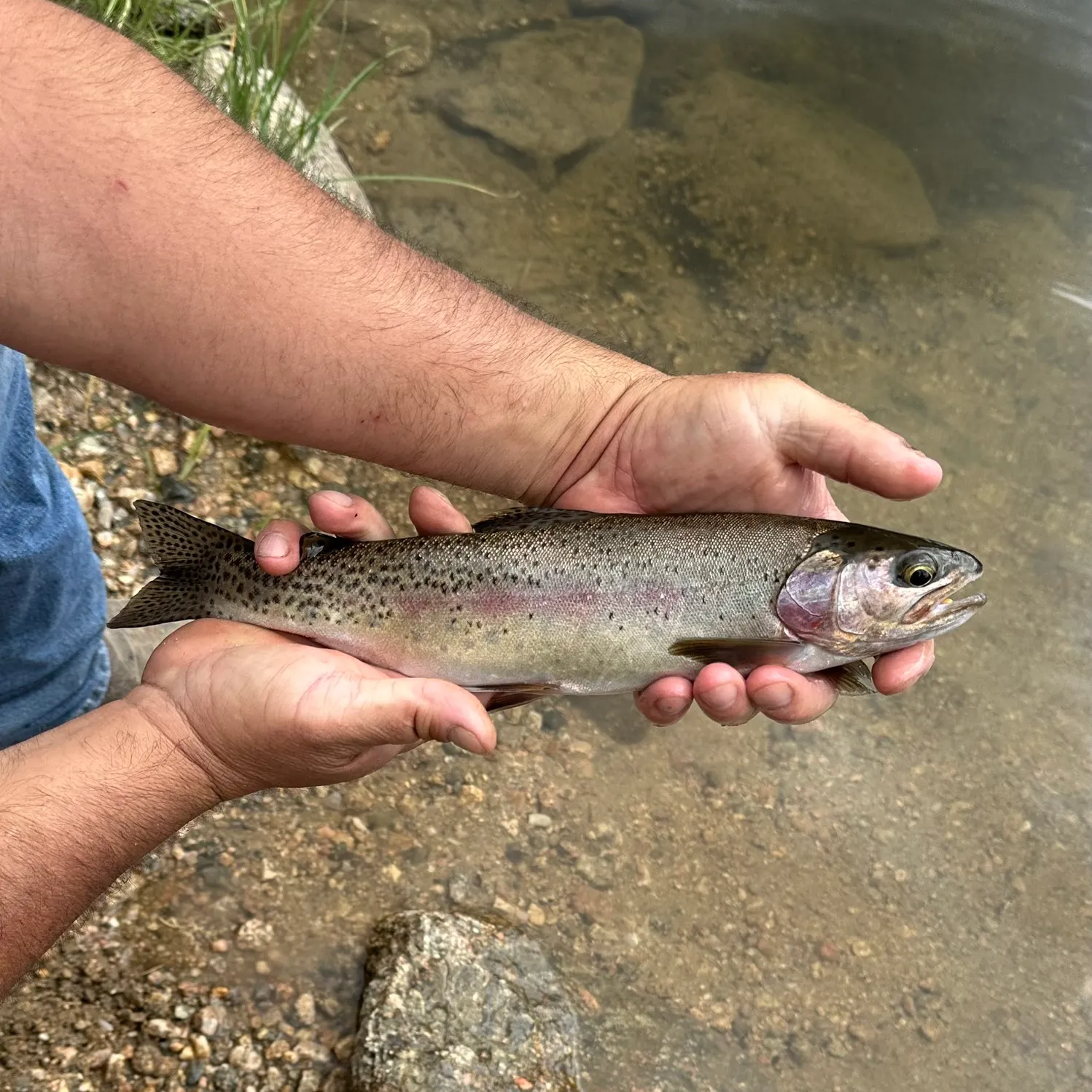 Cutbow caught on Fishbrain