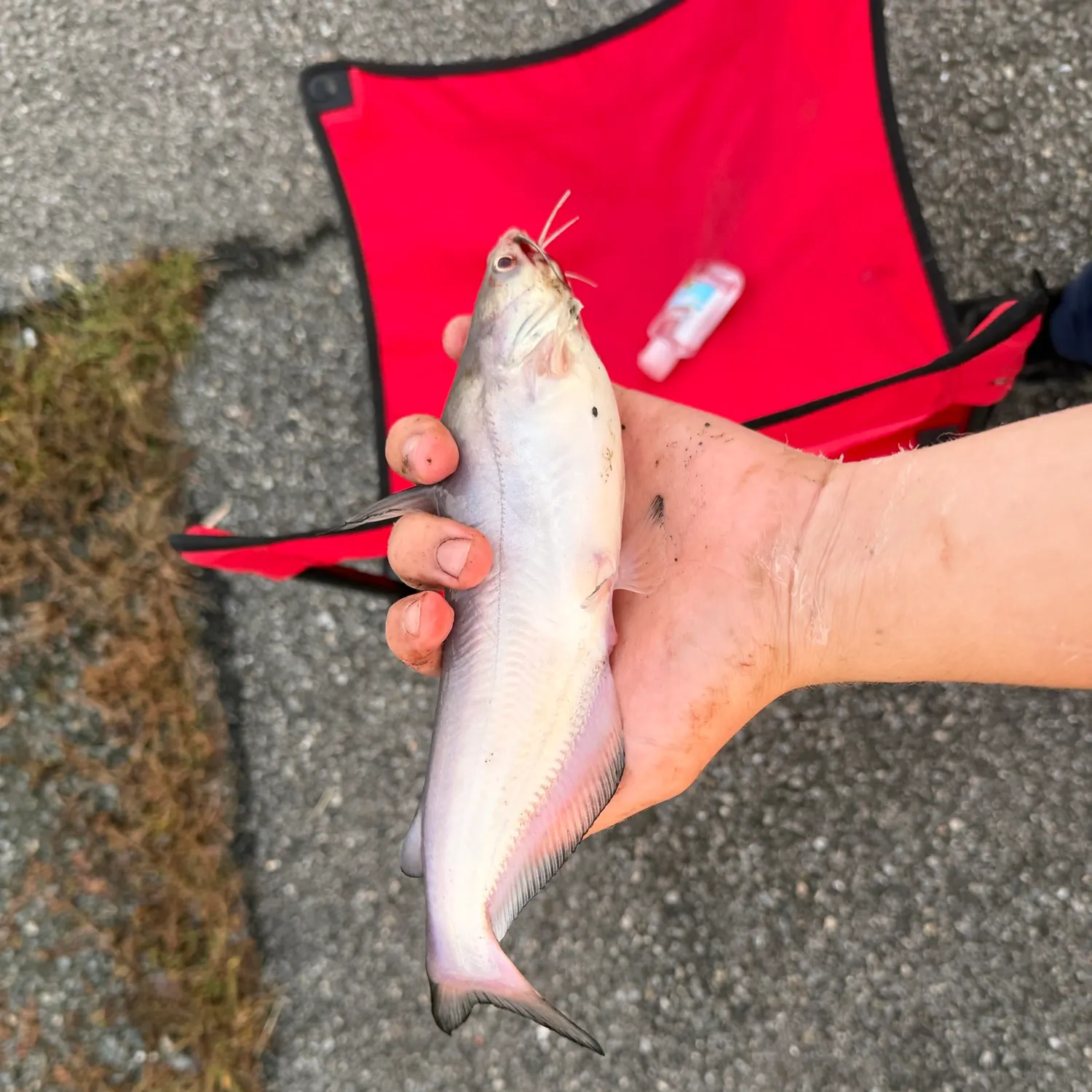 Blue catfish caught on Fishbrain