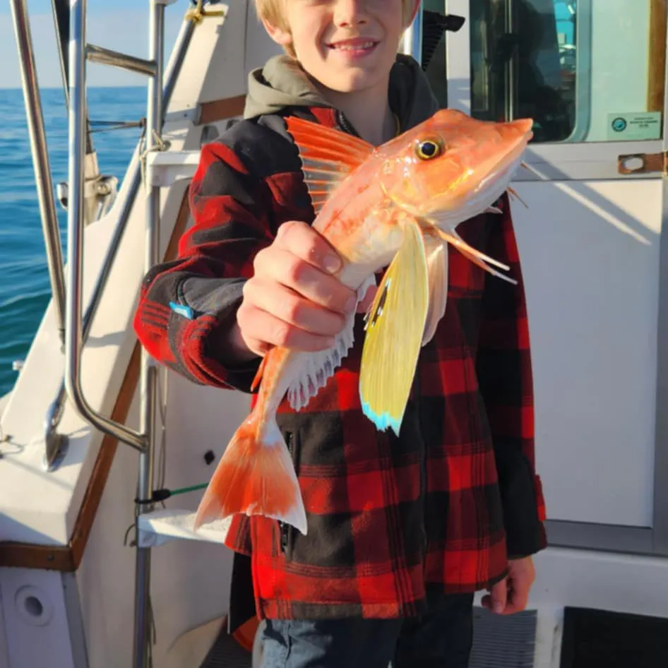 Red gurnard caught on Fishbrain