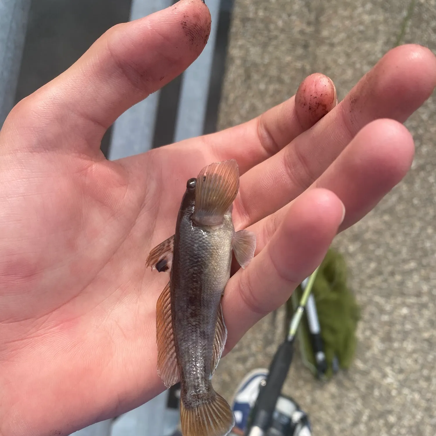 Round goby caught on Fishbrain