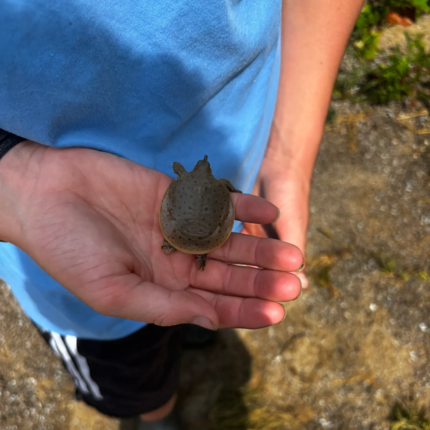 The most recent Smooth softshell turtle catches on Fishbrain