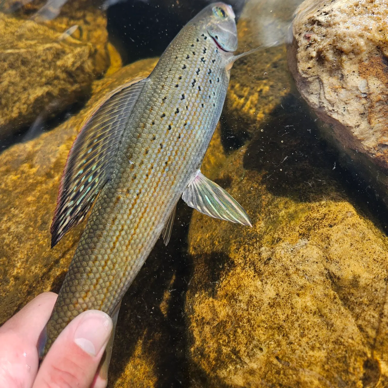 The most recent Arctic grayling catches on Fishbrain