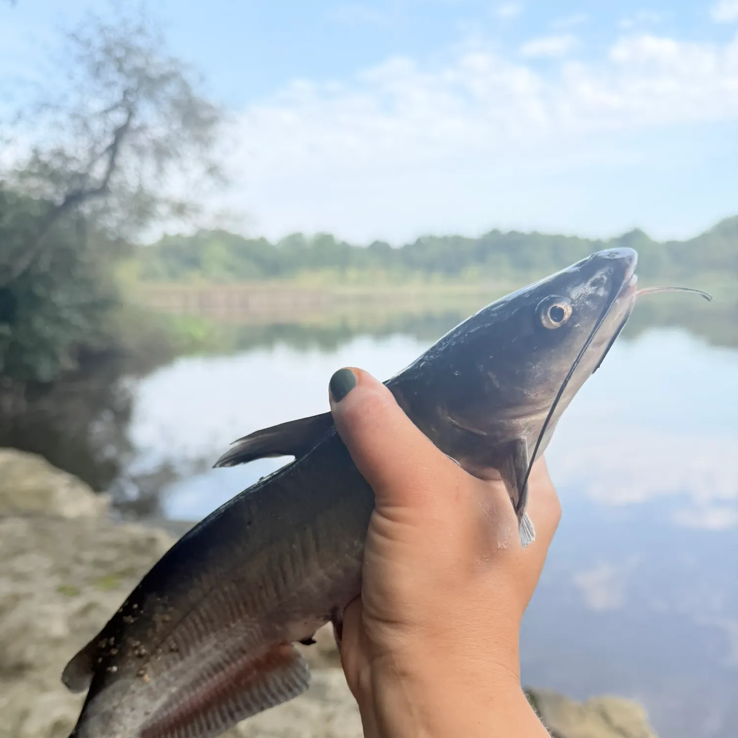 Channel catfish caught on Fishbrain