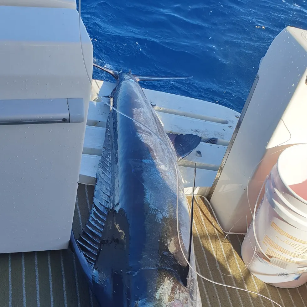 The most recent Black marlin catches on Fishbrain