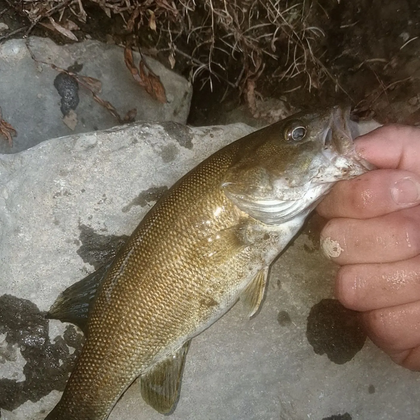 Smallmouth bass caught on Fishbrain