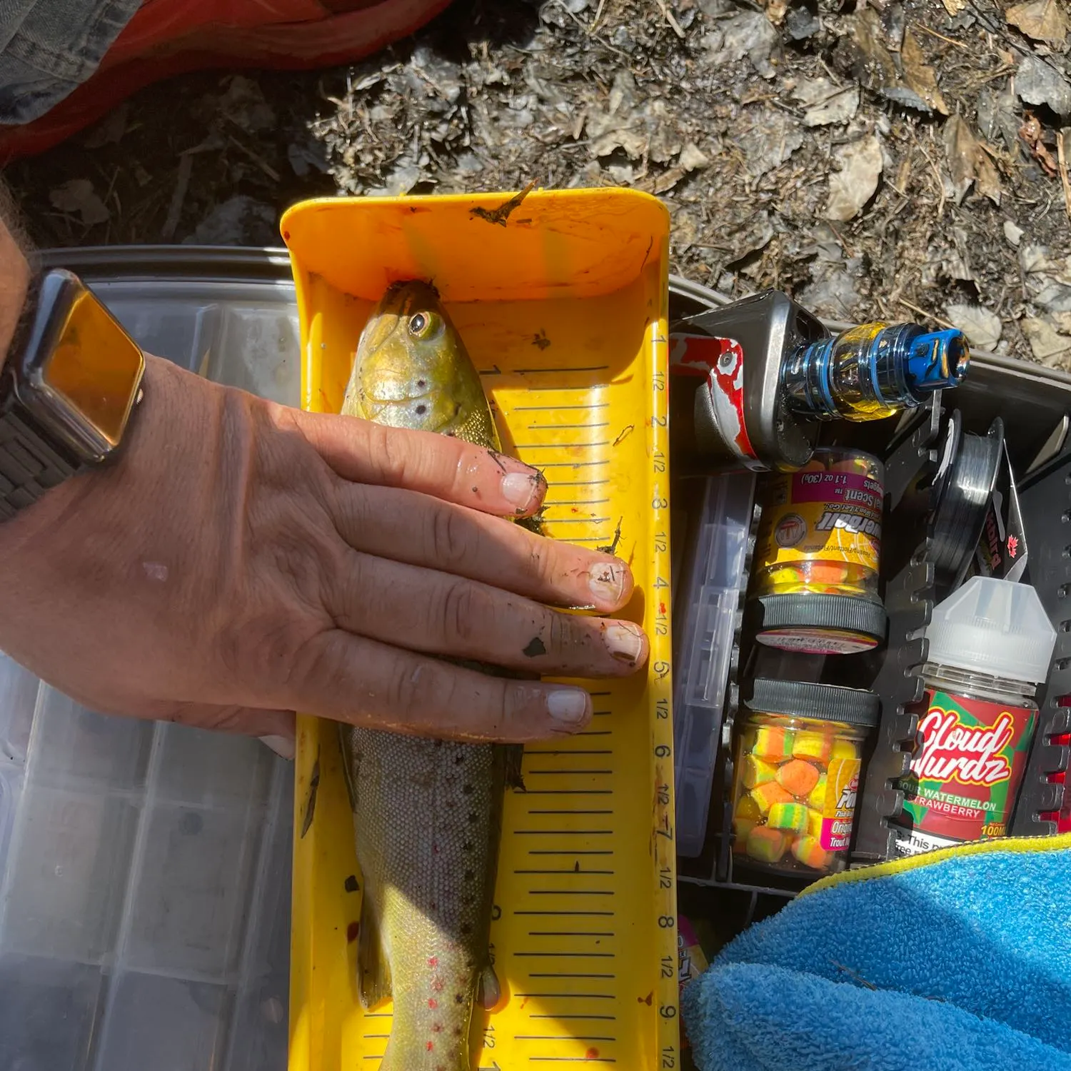 recently logged catches