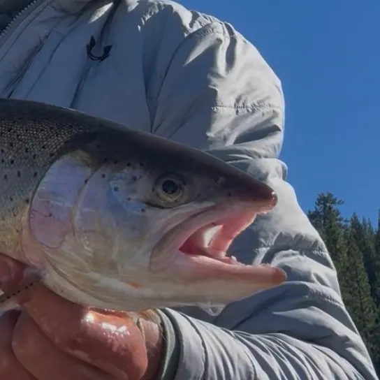 Cutthroat trout caught on Fishbrain